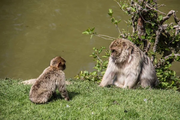 Scimmie berbere al waterhole — Foto Stock