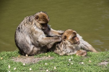 Su birikintisinde berber maymunlar