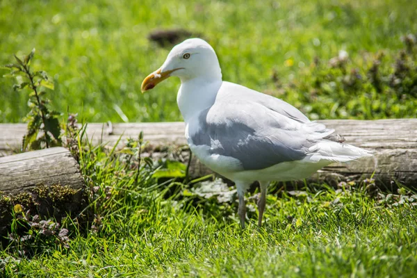 Jezerní pták sedí v trávě — Stock fotografie