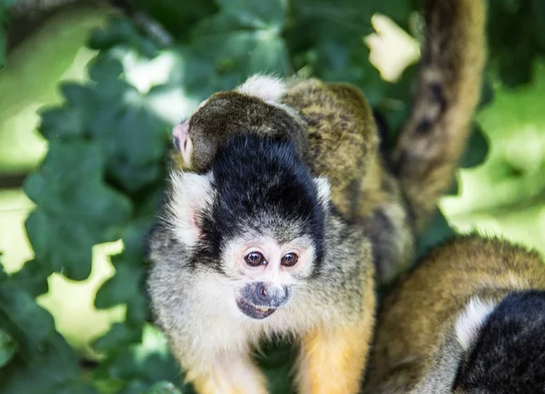 Mono ardilla trepando en el árbol — Foto de Stock