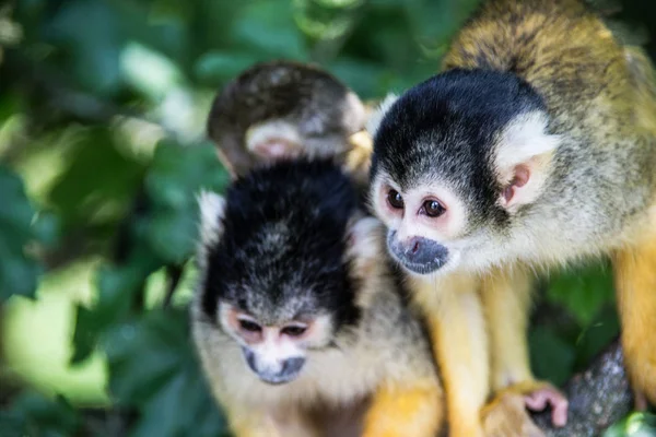 Macaco esquilo subindo na árvore — Fotografia de Stock