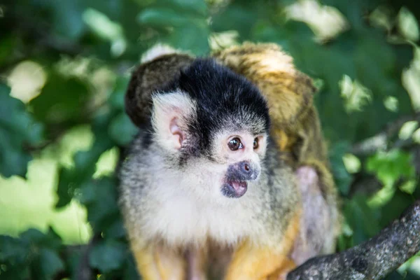 Macaco esquilo subindo na árvore — Fotografia de Stock