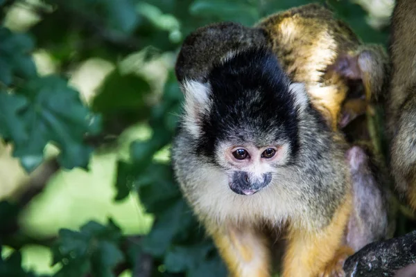 Macaco esquilo subindo na árvore — Fotografia de Stock