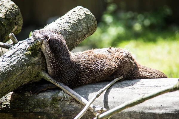 Fischotter auf Nahrungssuche im Wasser — Stockfoto