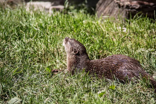 Lontra de peixe que forrageia na água — Fotografia de Stock