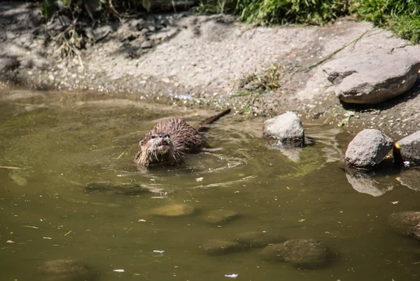 Lontra de peixe que forrageia na água — Fotografia de Stock