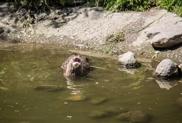 Suda yiyecek arayan su samuru. — Stok fotoğraf