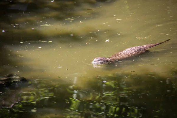 Fischotter auf Nahrungssuche im Wasser — Stockfoto