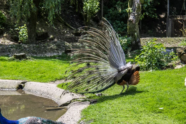 Peacock stutten op weide — Stockfoto
