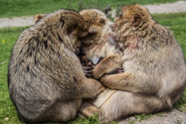 Kollarında yavrusuyla berber maymun.