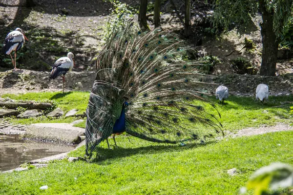 Peacock struts on meadow — Stock Photo, Image