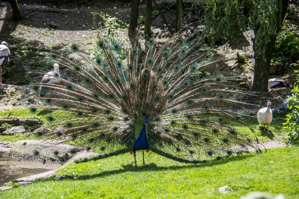 Peacock struts on meadow — Stock Photo, Image