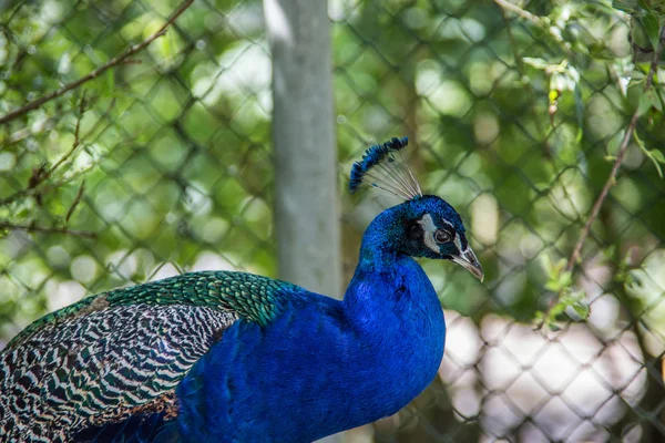 Pfau stolziert auf Wiese — Stockfoto