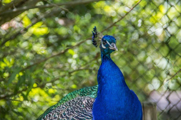 Peacock struts on meadow — 스톡 사진