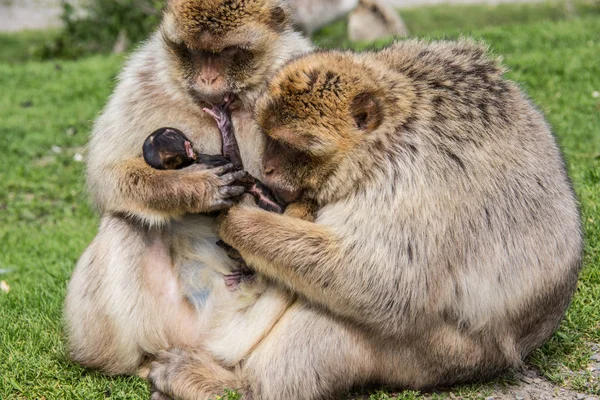 Berber monkey with cub in her arms — Stock Photo, Image