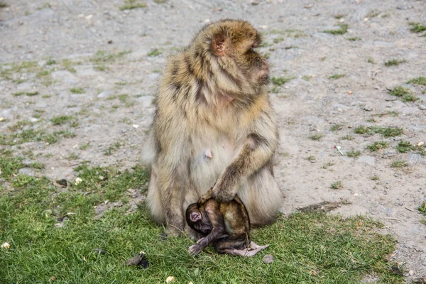 Berber monkey with cub in her arms — Stock Photo, Image