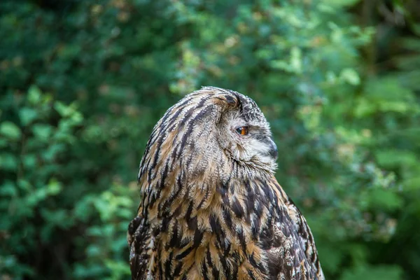 Perchoirs de hibou sur le tronc d'arbre — Photo