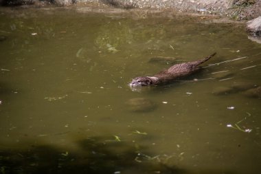 Suda yiyecek arayan su samuru.