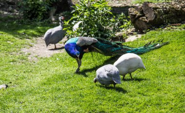 Tavuskuşu çayırda yürüyor