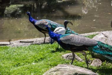 Tavuskuşu çayırda yürüyor
