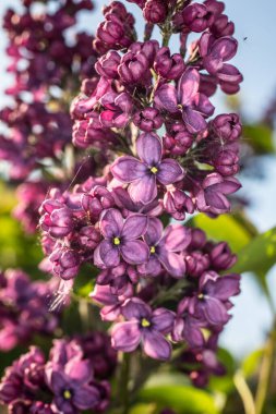 Japon baharı Kiraz çiçekleri