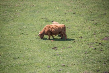 Scott yabani sığırlar otlakta