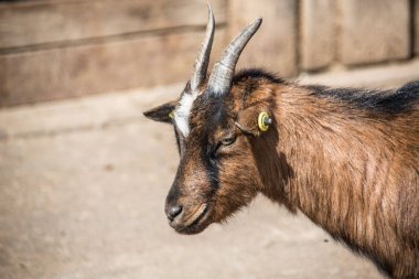 Kahverengi beyaz keçiler