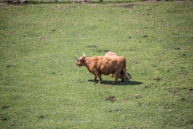Scott yabani sığırlar otlakta