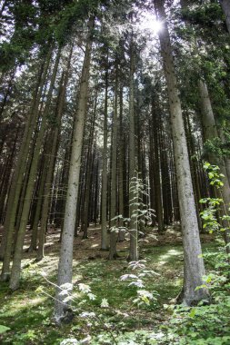 Yumuşak korulukta parla