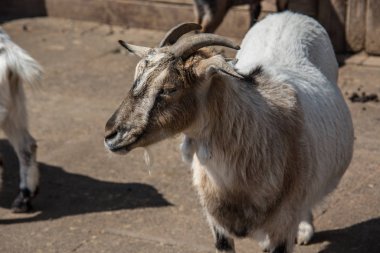 Kahverengi beyaz keçiler