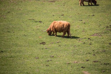 Scott yabani sığırlar otlakta