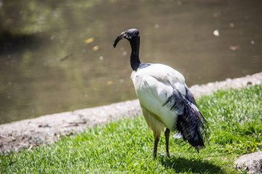 Su birikintisinde yiyecek arayan kuş.