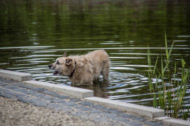 Kıllı köpek, yüzmeye gider.