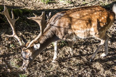 Yazlık elbiseli Sika geyiği