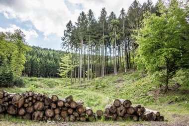 Bir açıklıkta odun yığınlarıyla kütük kesiyorum.