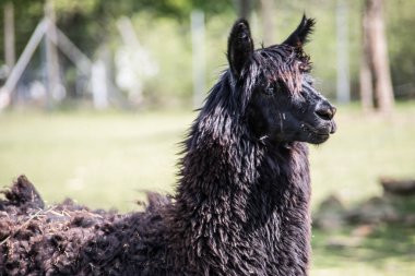 Lama otlakta yemek yerken