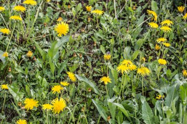 Çayırda sarı karahindiba