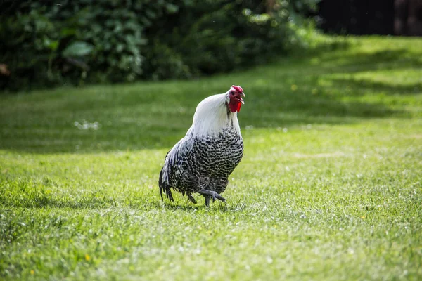 Poulets se pavaner et picorer dans le jardin — Photo