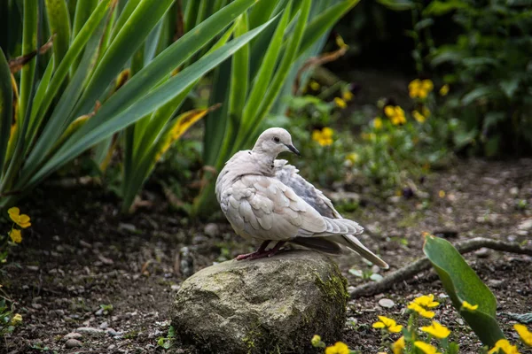 Pombo branco rindo no jardim — Fotografia de Stock