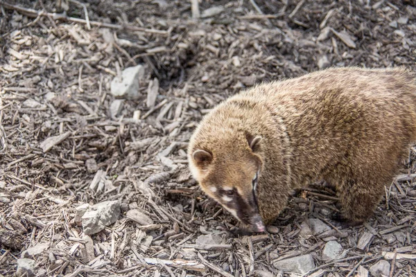 Coati ищет съедобный — стоковое фото