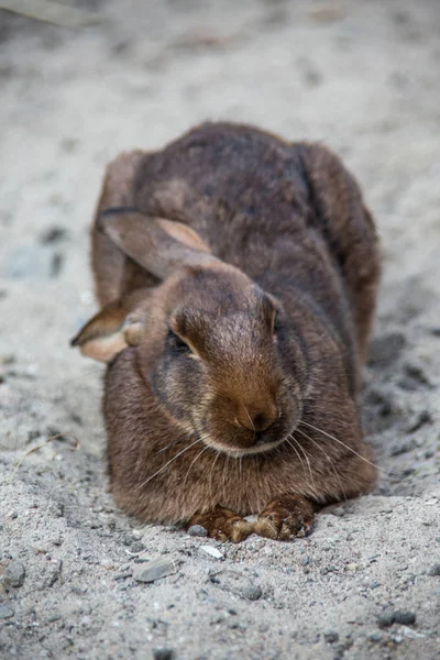 Bunnies in the field — 스톡 사진