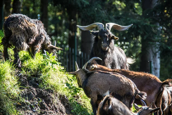 Chèvres sauvages dans la forêt — Photo