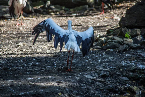 Storkar i skogen — Stockfoto