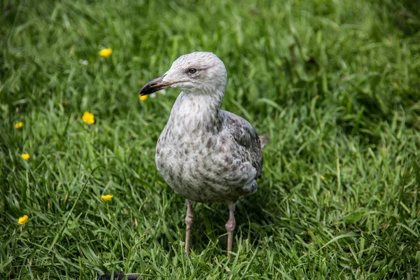 Jezerní pták sedí v trávě — Stock fotografie