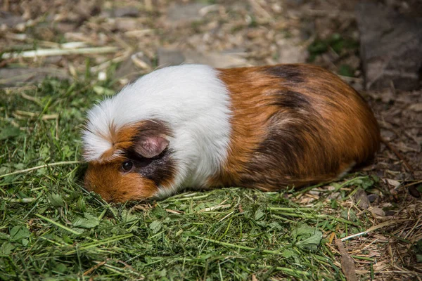 Porco da Guiné se aquece no prado — Fotografia de Stock