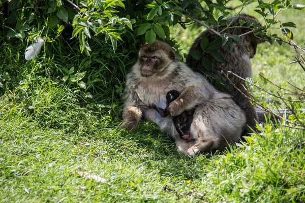 Macacos berberes no buraco da água — Fotografia de Stock