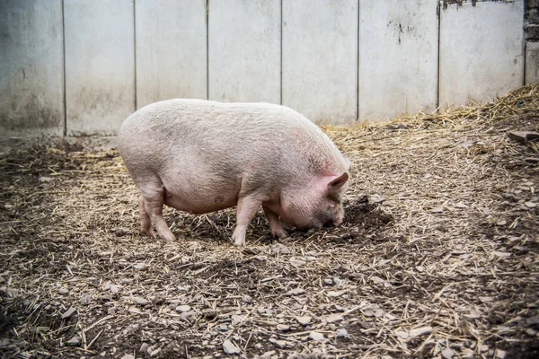 Rosafarbenes Hausschwein auf Feld — Stockfoto