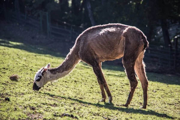 Llama en los pastos — Foto de Stock