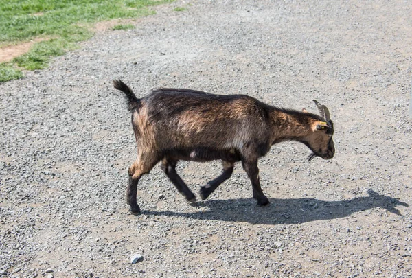 Brown white goats foraging — Stockfoto