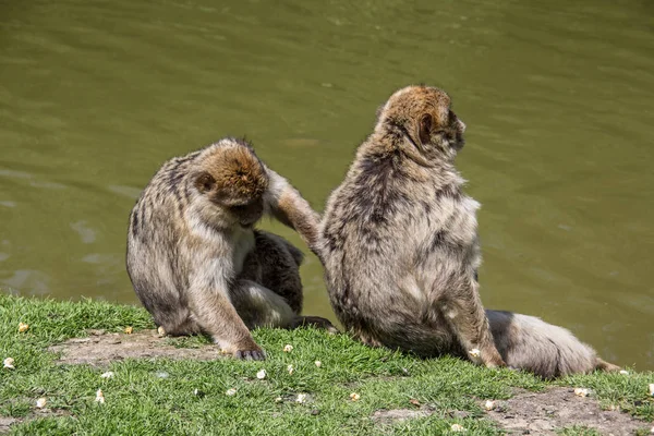 Monos bereberes en el abrevadero — Foto de Stock